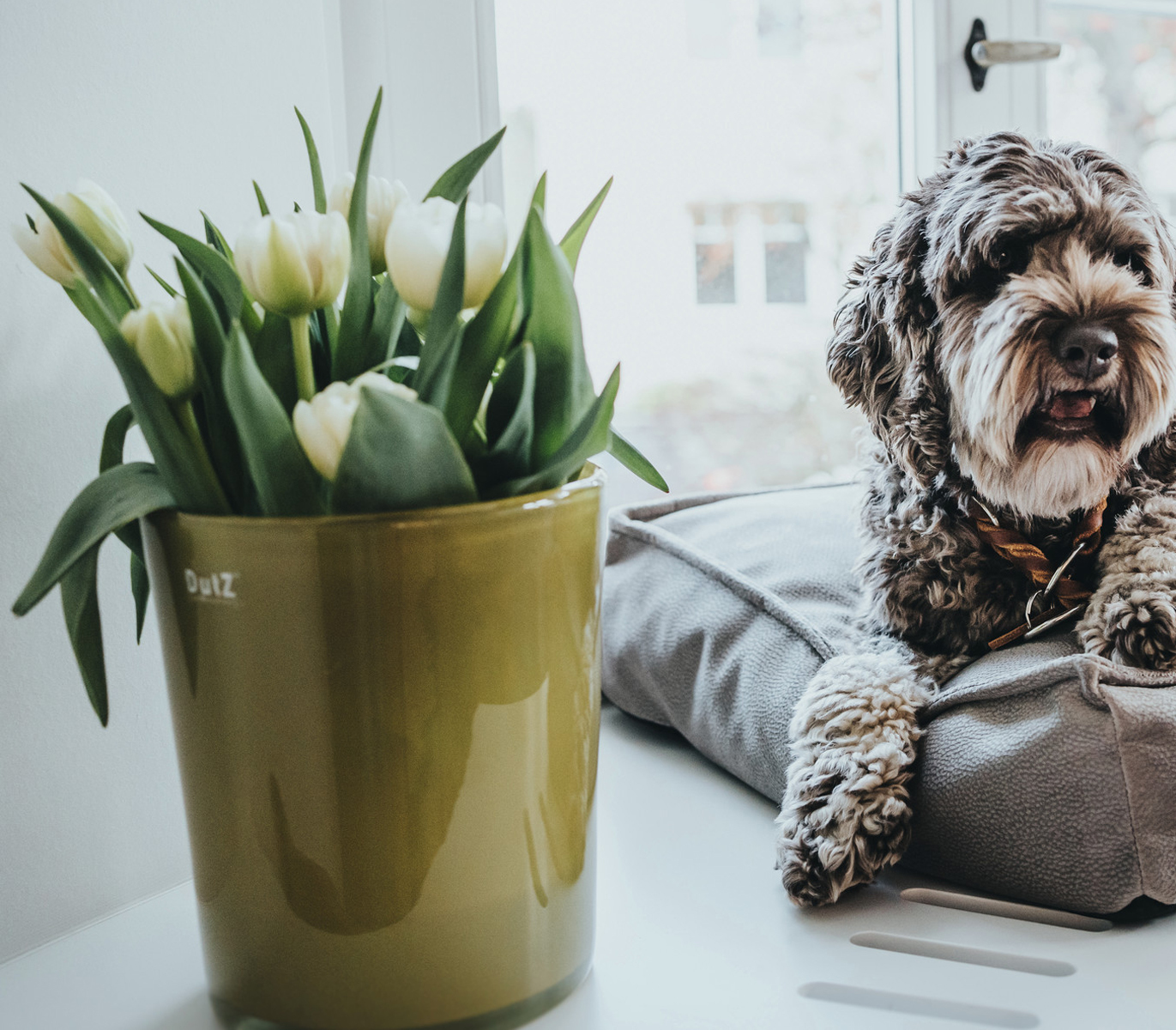 Is Oleander Poisonous? Dangers for Humans, Cats, and Dogs