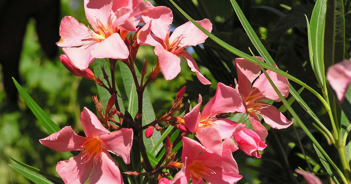 Oleander's Lethal Threat: What You Must Know to Stay Safe