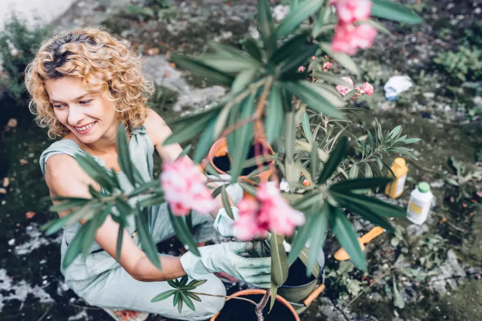 Safe Oleander Handling: Protect Your Family and Pets from Toxicity